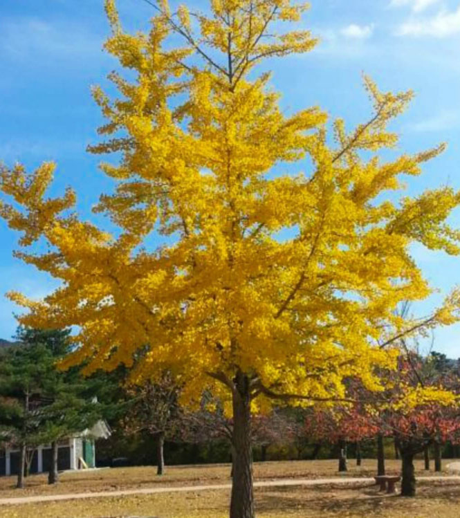 Ginkgo biloba