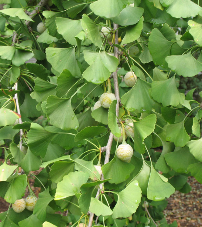 Ginkgo biloba