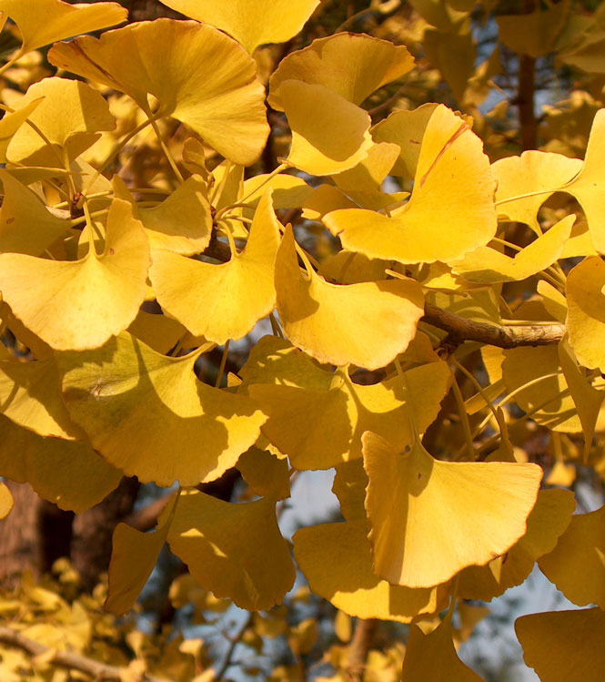 Ginkgo biloba