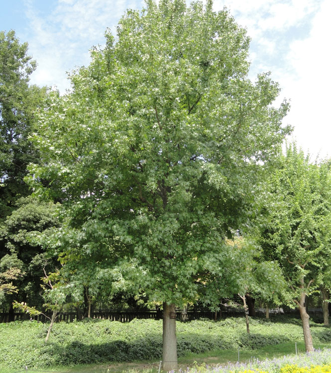 Liquidambar styraciflua