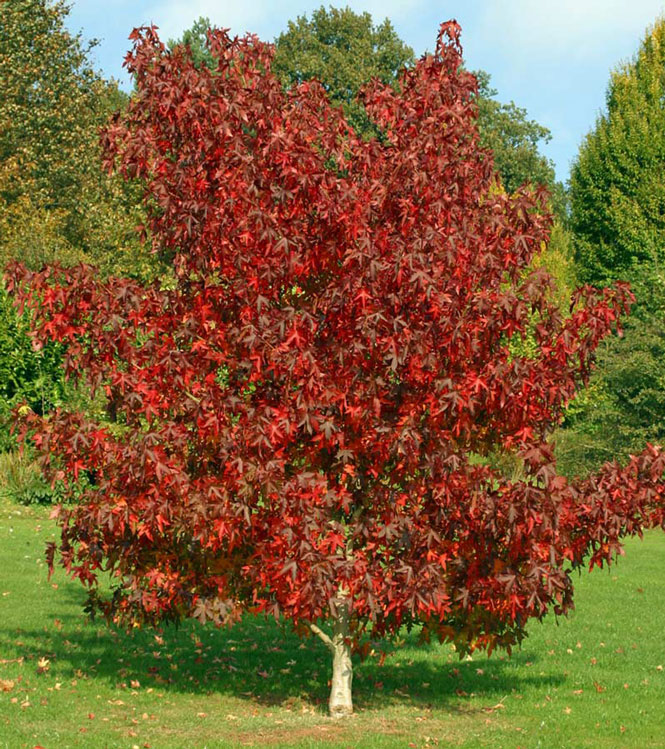 Liquidambar styraciflua