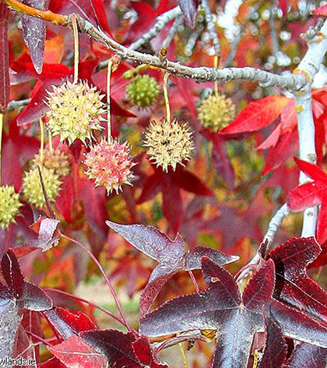 Liquidambar styraciflua