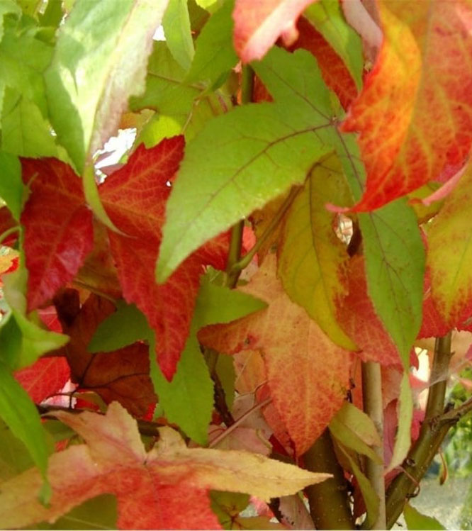 Liquidambar styraciflua