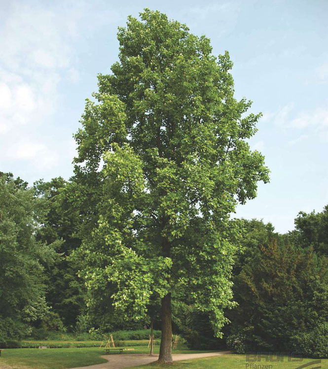 Liriodendron tulipifera