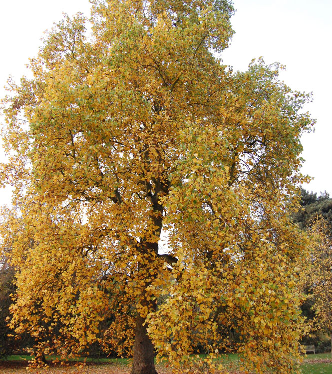 Liriodendron tulipifera