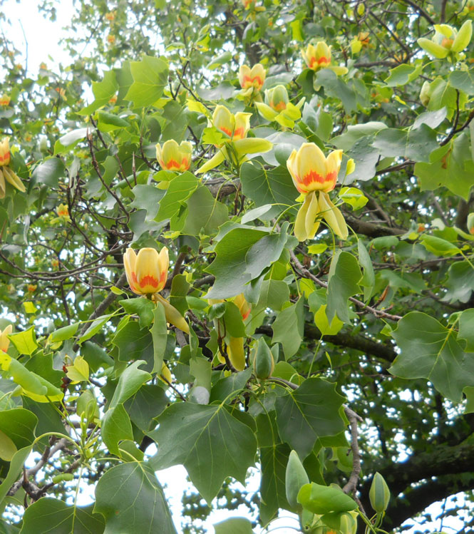 Liriodendron tulipifera