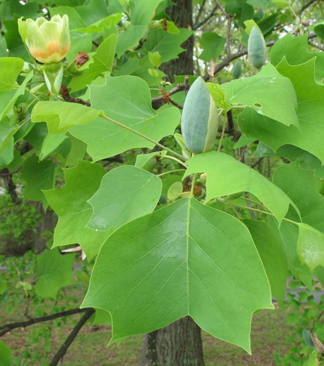 Liriodendron tulipifera