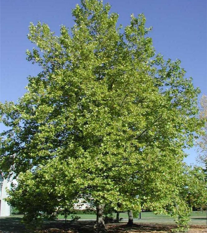 Platanus x acerifolia