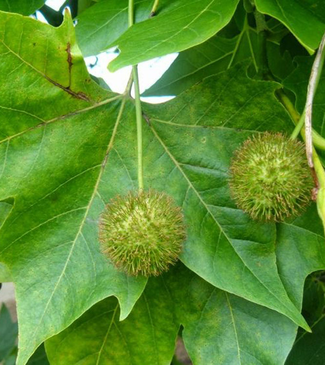 Platanus x acerifolia