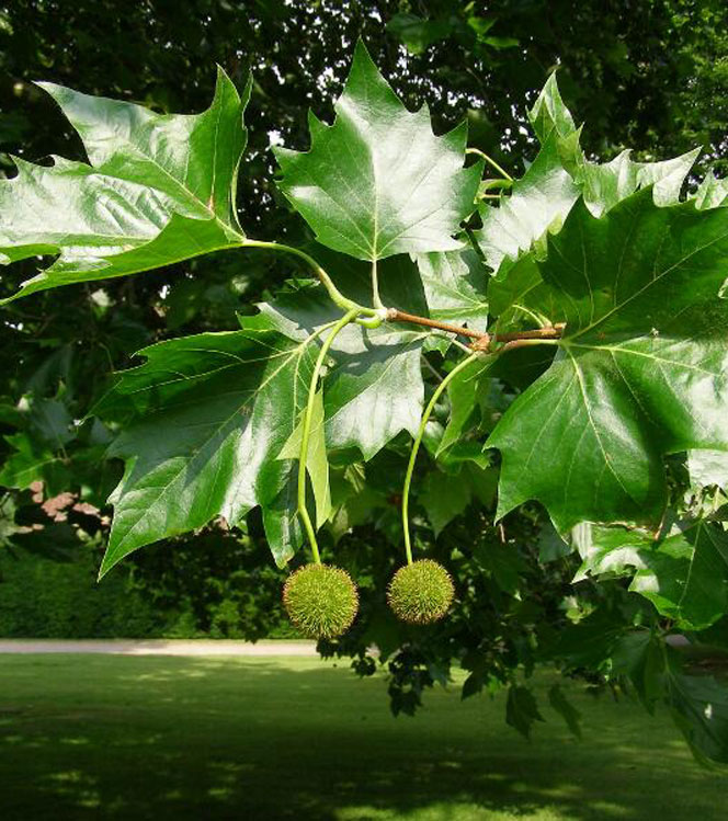 Platanus x acerifolia