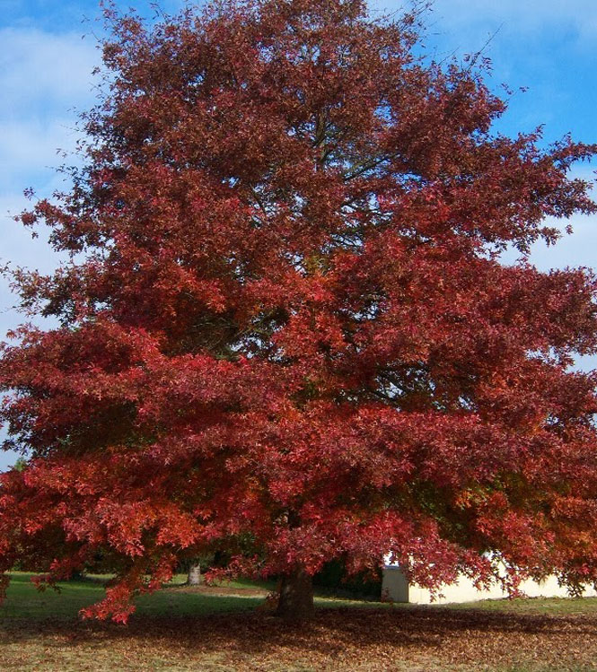 Quercus borealis