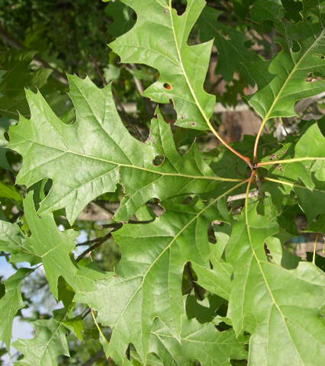 Quercus borealis