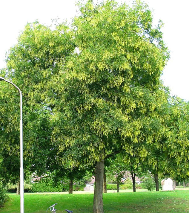 Sophora japonica