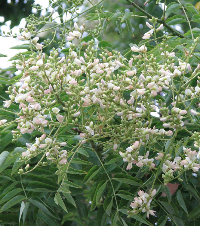 Sophora japonica