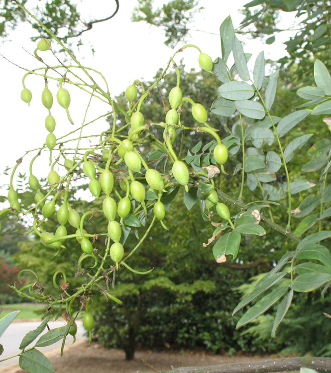 Sophora japonica