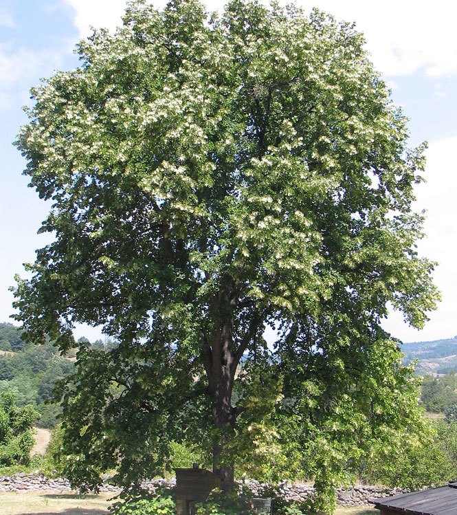 Tilia argentea