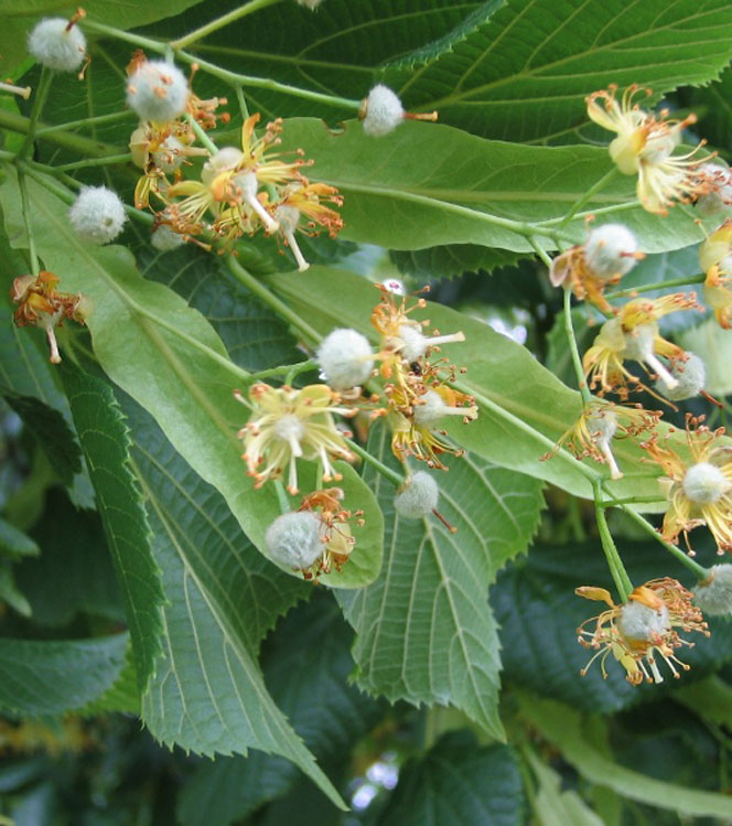 Tilia argentea