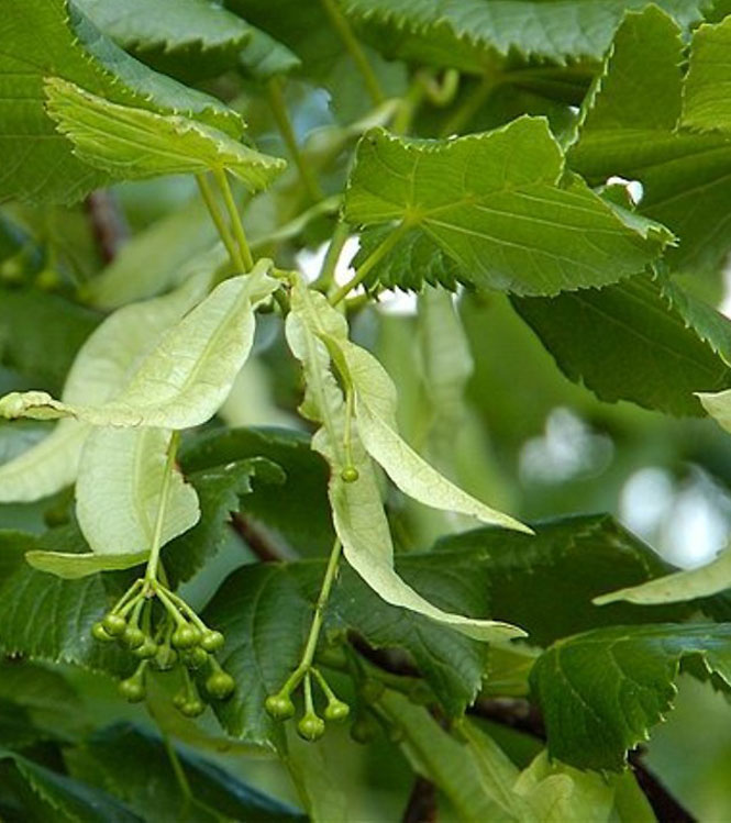 Tilia platyphyllos