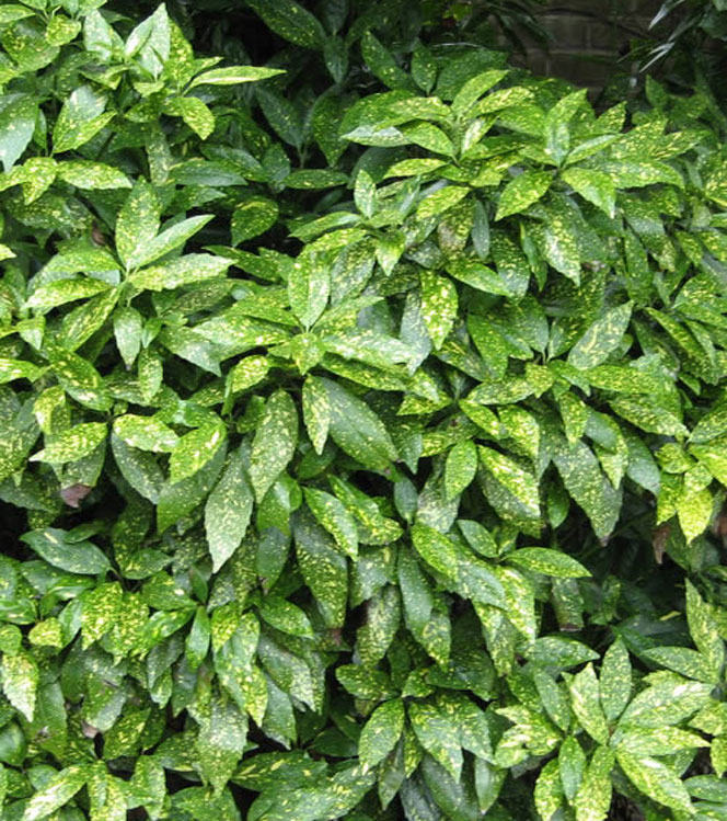 Aucuba japonica Variegata