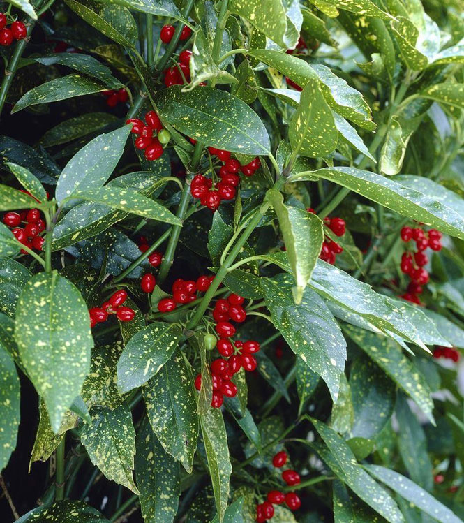 Aucuba japonica Variegata