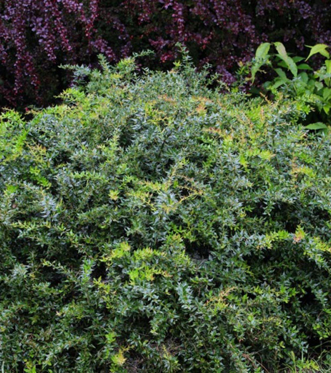 Berberis candidula