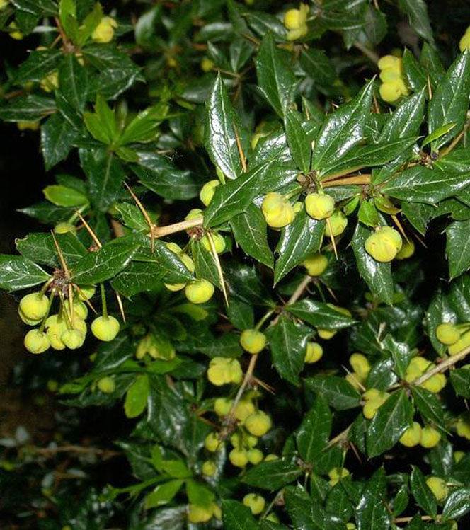 Berberis candidula