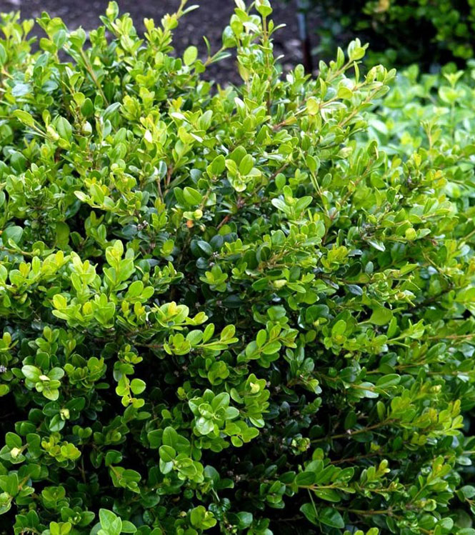 Buxus sempervirens