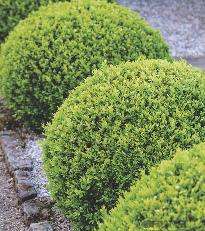 Buxus sempervirens