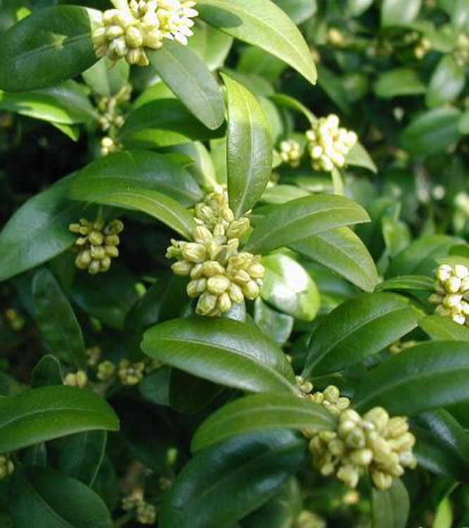 Buxus sempervirens