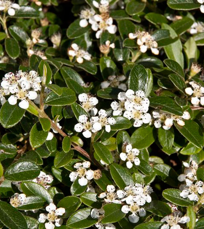 Cotoneaster dammeri