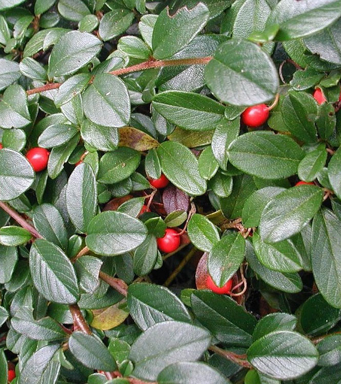 Cotoneaster dammeri