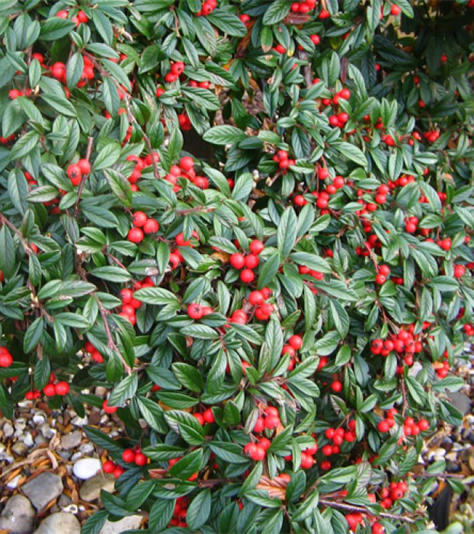 Cotoneaster hybrid Bella