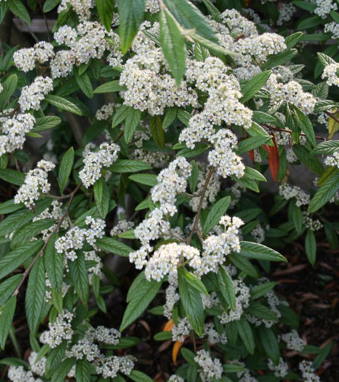 Cotoneaster salicifolius