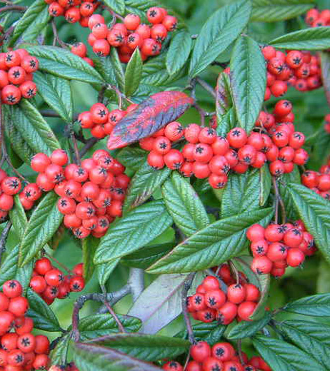 Cotoneaster salicifolius