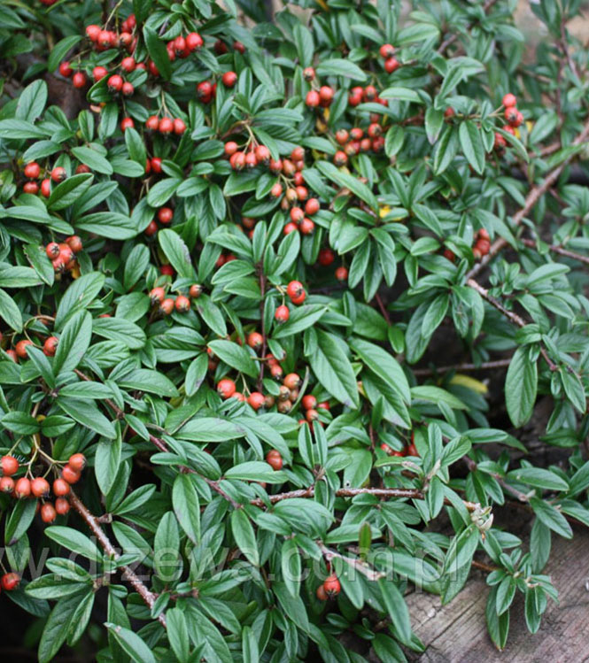 Cotoneaster salicifolius Parkteppich