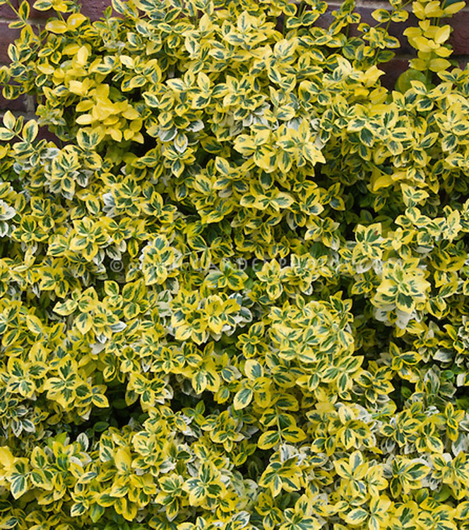 Euonymus fortunei