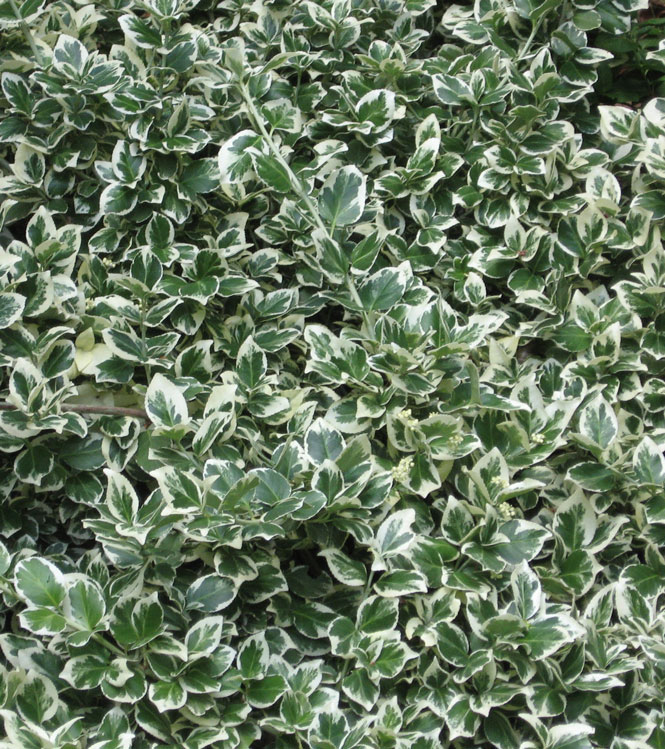 Euonymus fortunei