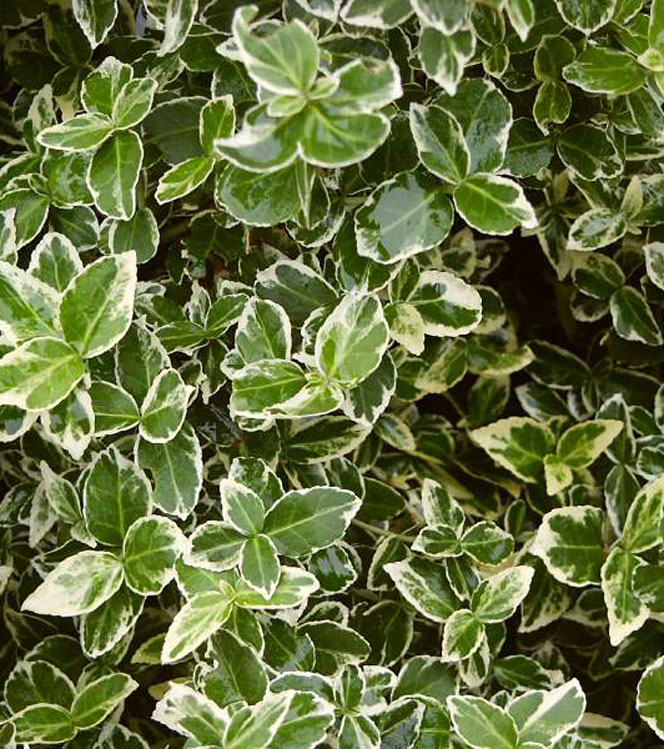 Euonymus fortunei