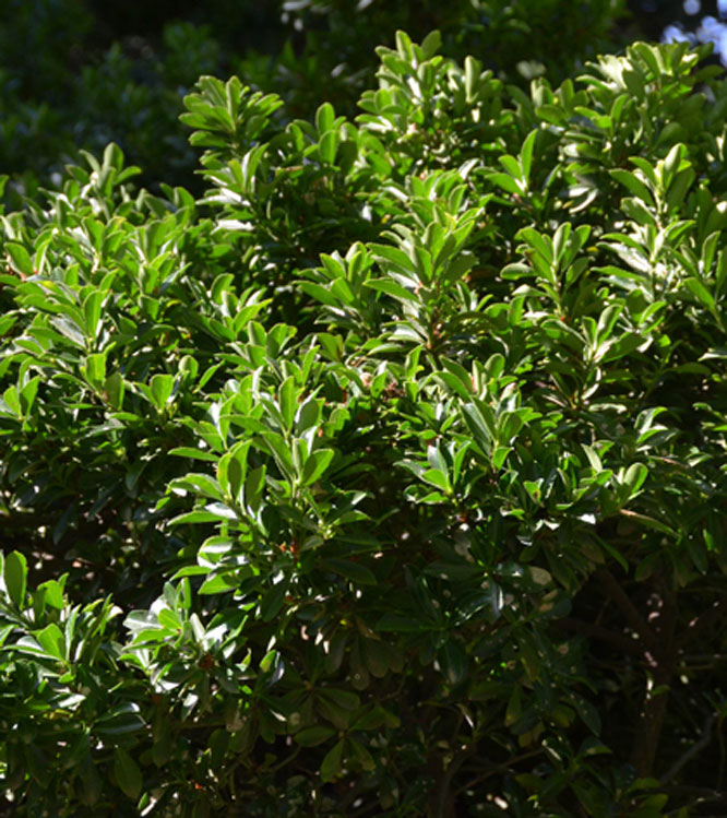 Euonymus japonicus