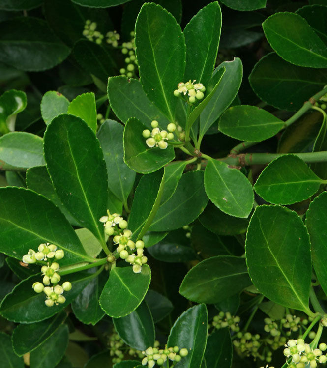 Euonymus japonicus