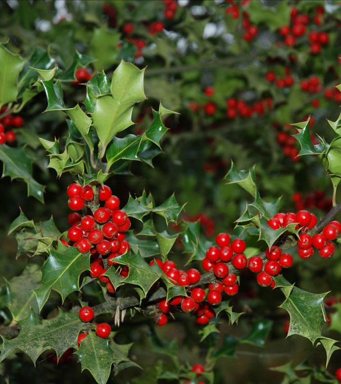 Ilex aquifolium