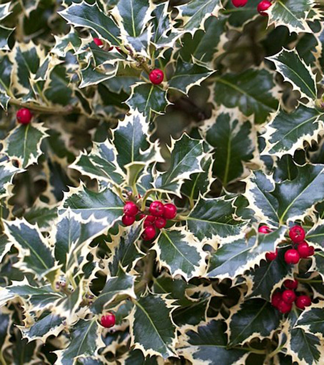 Ilex aquifolium