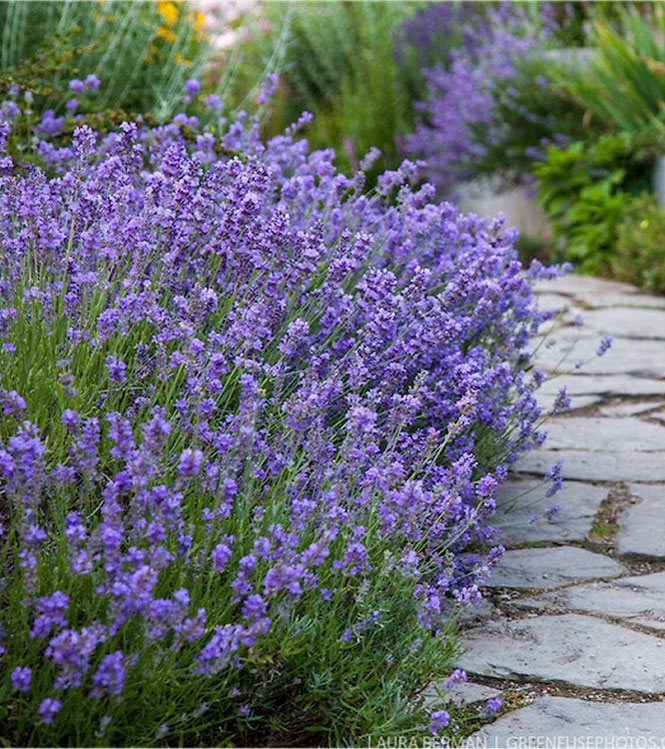 Lavandula angustifolia