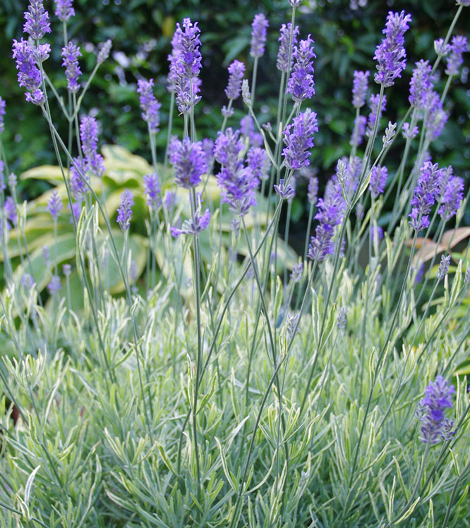 Lavandula angustifolia