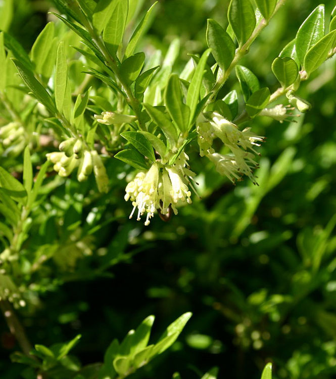 Lonicera pileata