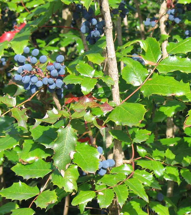 Mahonia aquifolium