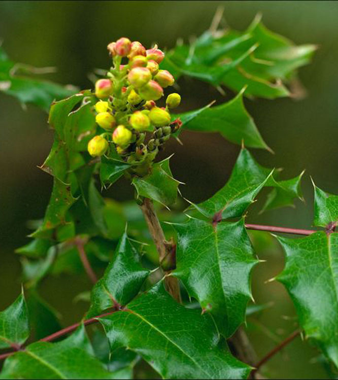 Mahonia aquifolium