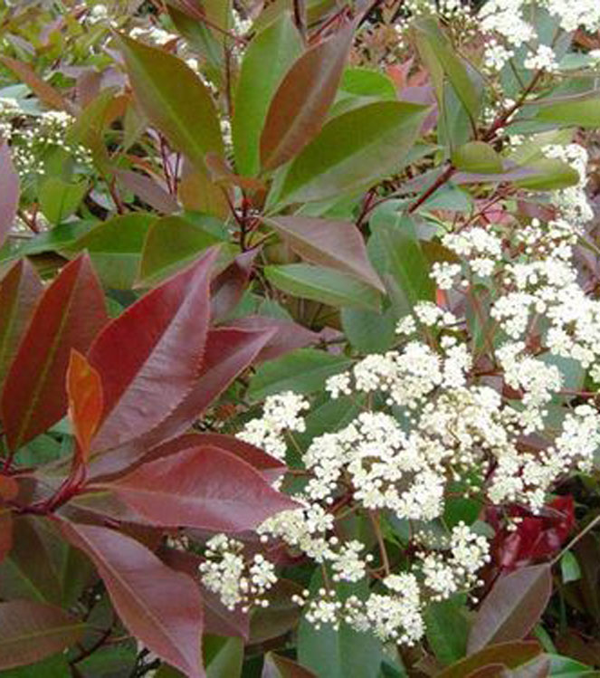 Photinia x fraserii Red Select