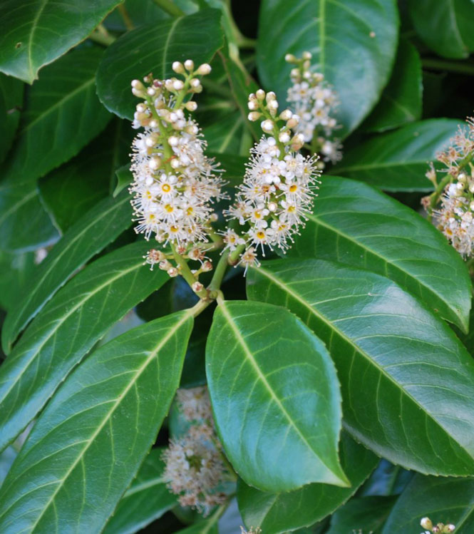 Prunus laurocerasus