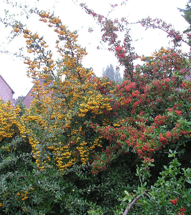 Pyracantha coccinea